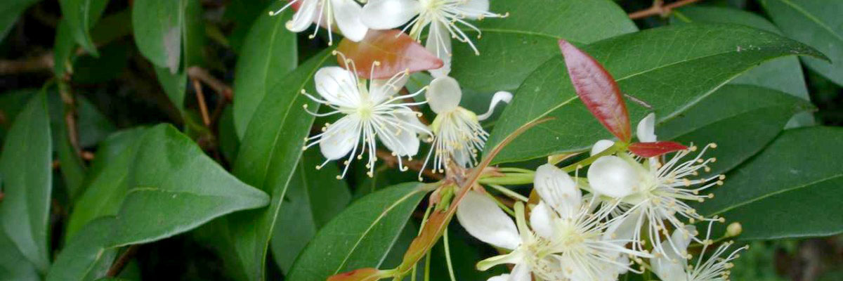 Curiosidades sobre a copaíba